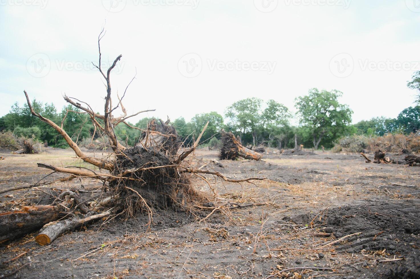 la déforestation concept. souche de arbre après Coupe forêt. photo