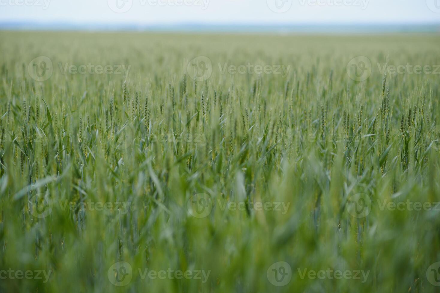 vert blé champ et ensoleillé journée photo