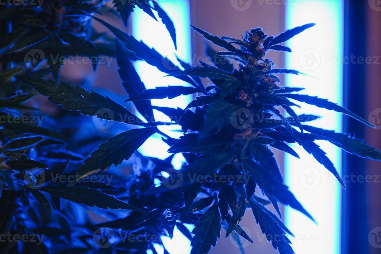 cannabis marijuana plante dans vaporwave Profond violet néon style. médical plante de cannabis ou chanvre avec floraison bourgeons et ultra-violet lumière. épanouissement végétatif buisson avec cristal trichomes photo