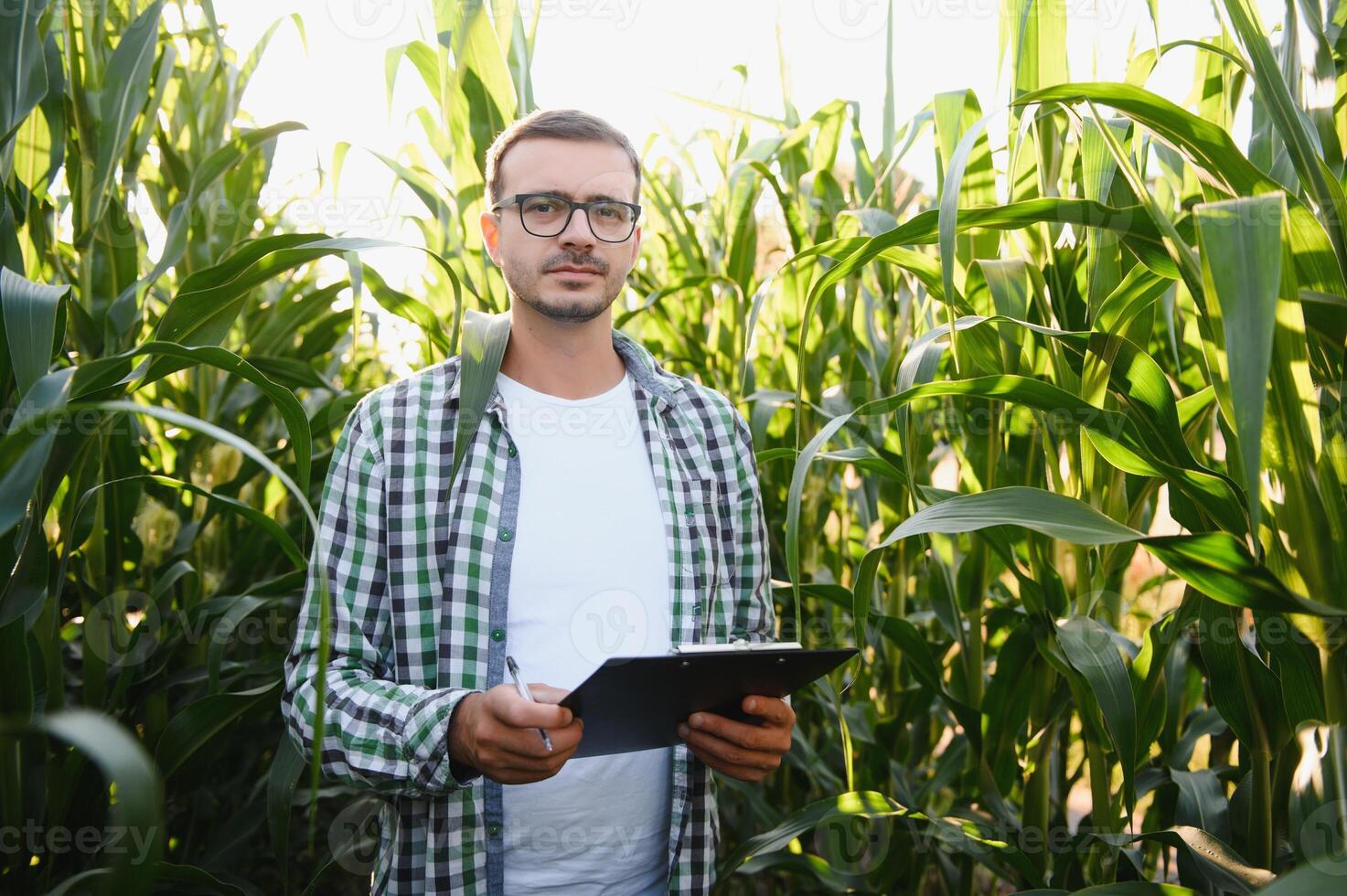 yong Beau agronome dans le blé champ et examiner cultures avant récolte. secteur agroalimentaire concept. agricole ingénieur permanent dans une blé champ. photo