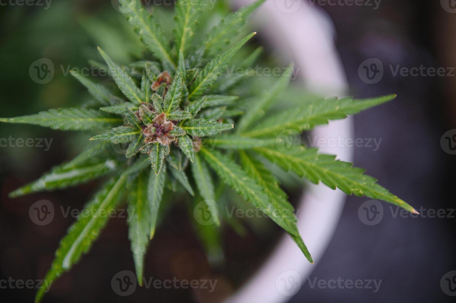 Contexte canopée de bourgeonnant intérieur marijuana les plantes. photo