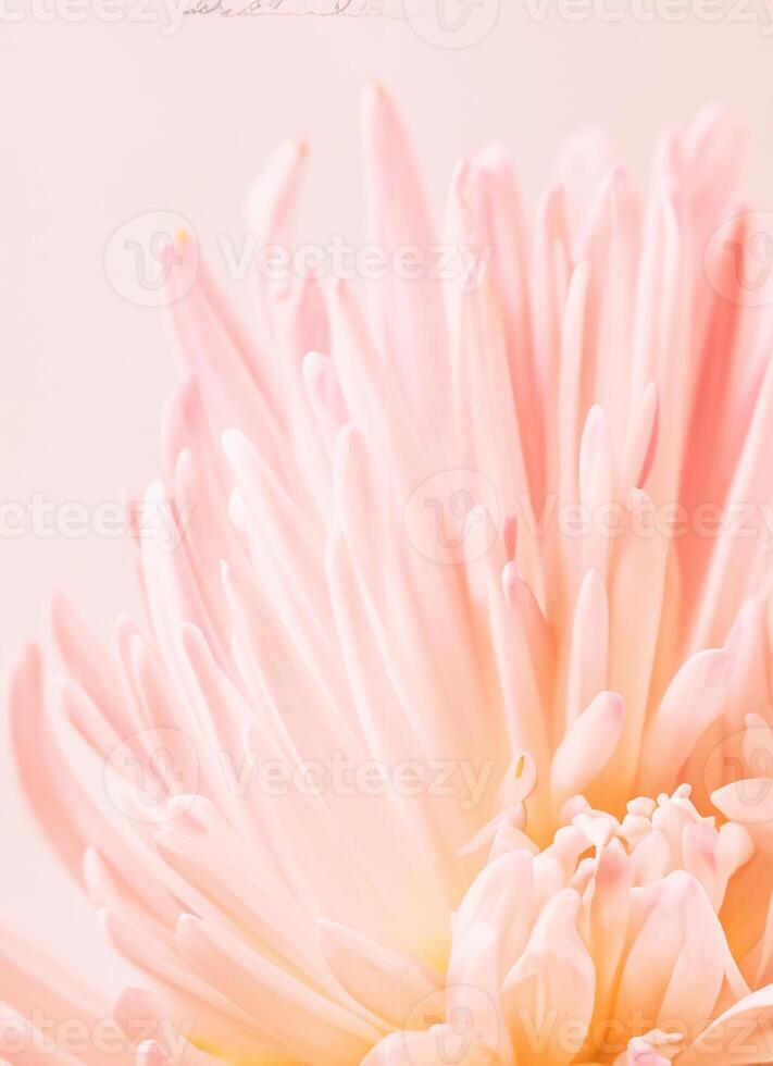 macro photo de pâle rose chrysanthème. floral Contexte