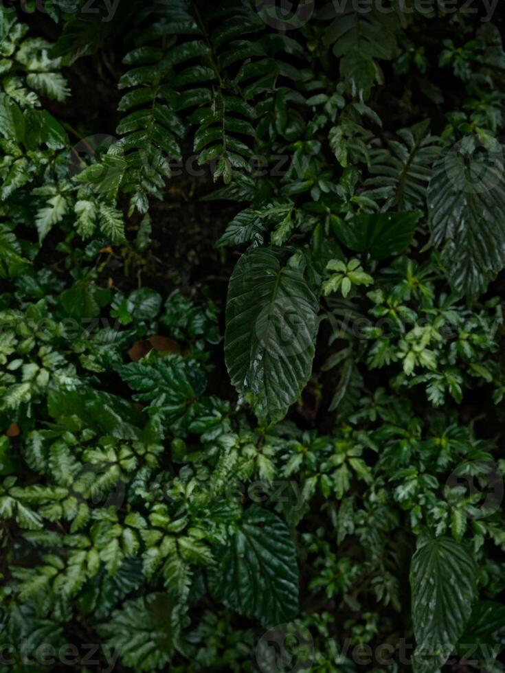 fermer vue de luxuriant vert tropical forêt tropicale les plantes fleurs feuille jungle nuage forêt feuilles dans attention équateur photo