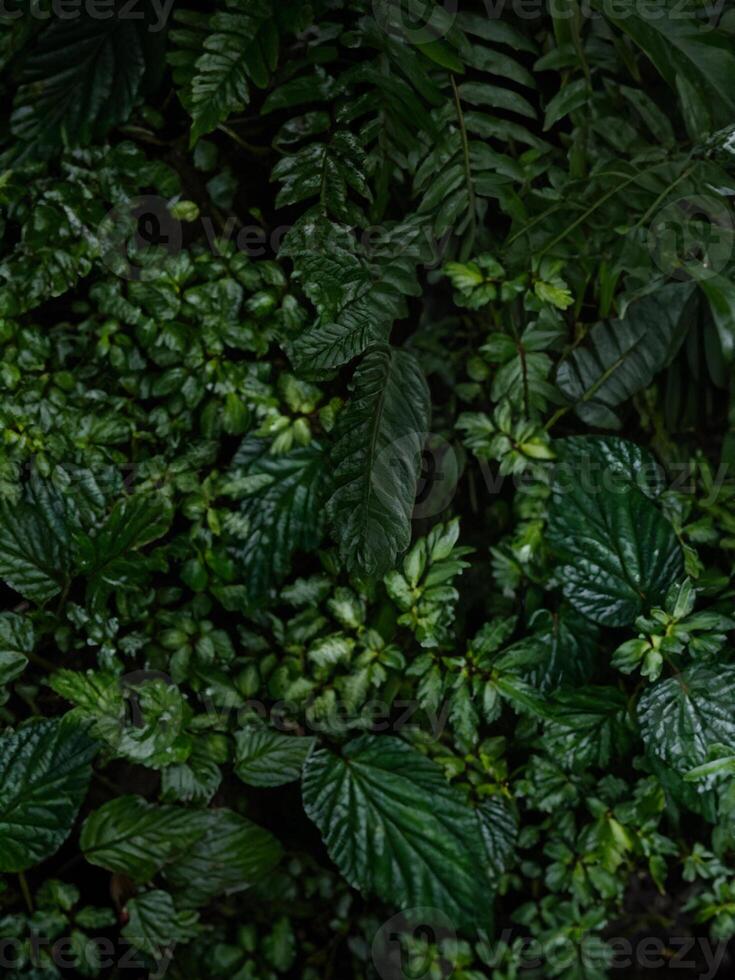 fermer vue de luxuriant vert tropical forêt tropicale les plantes fleurs feuille jungle nuage forêt feuilles dans attention équateur photo