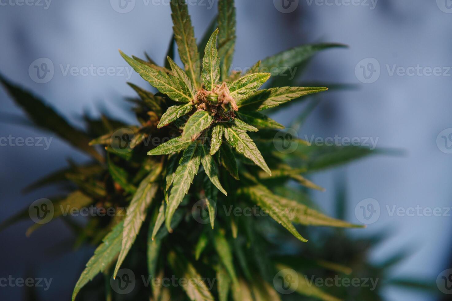 fleur bourgeon de cannabis satival dans le serre, marijuana fleur bourgeon arrière-plan, à base de plantes médicament photo