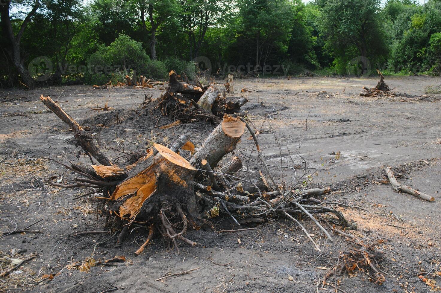 la déforestation, destruction de à feuilles caduques les forêts. dommage à la nature. L'Europe  photo