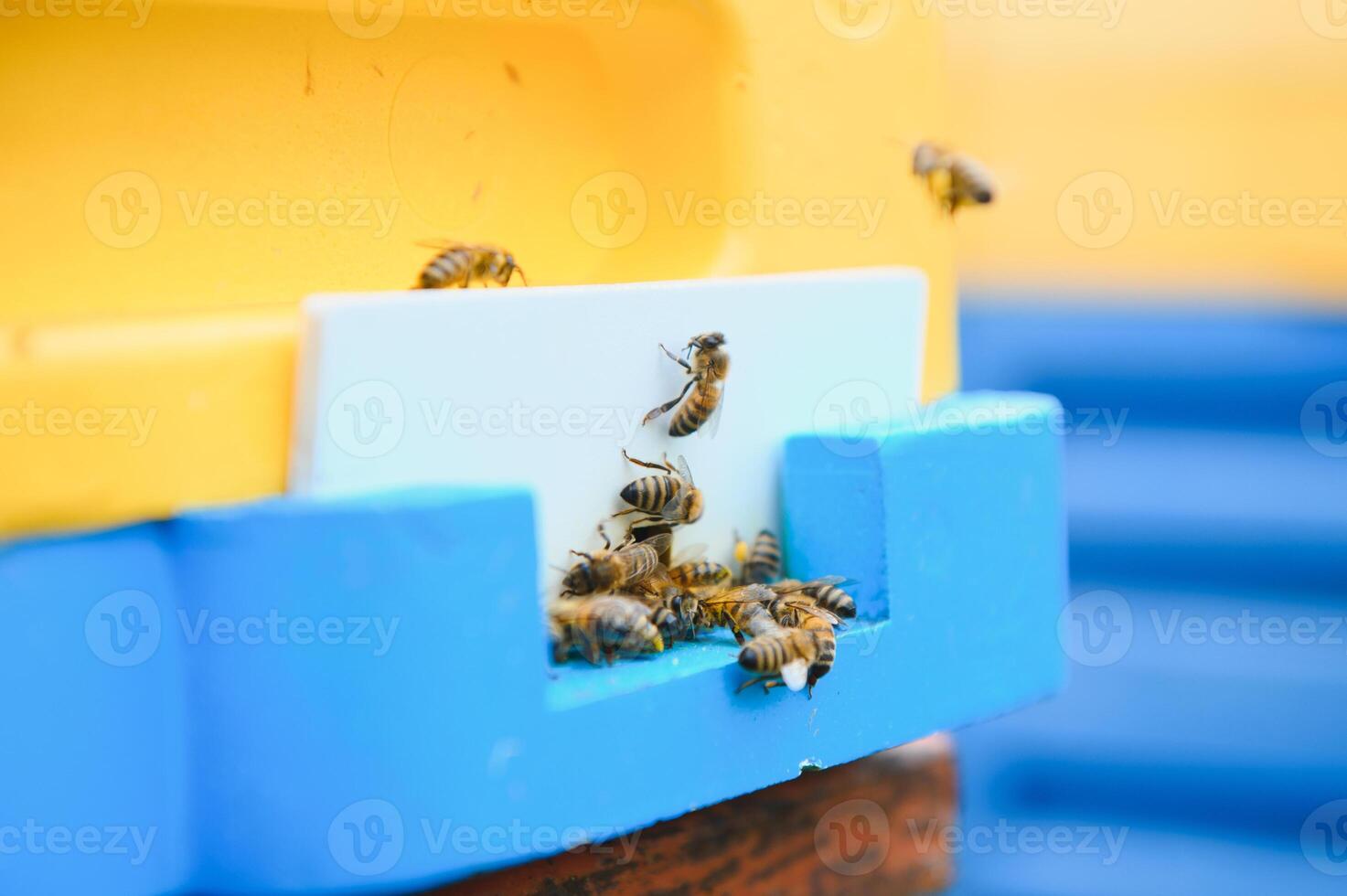 une lot de les abeilles de retour à abeille ruche et entrer ruche avec collecté floral nectar et fleur pollen. essaim de les abeilles collecte nectar de fleurs. en bonne santé biologique ferme Miel. photo