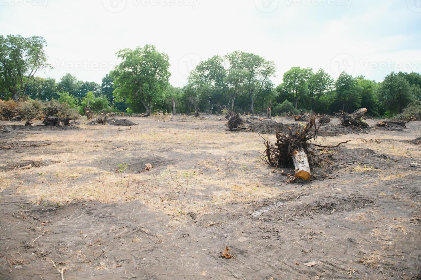 le concept de la nature protection. la déforestation. photo