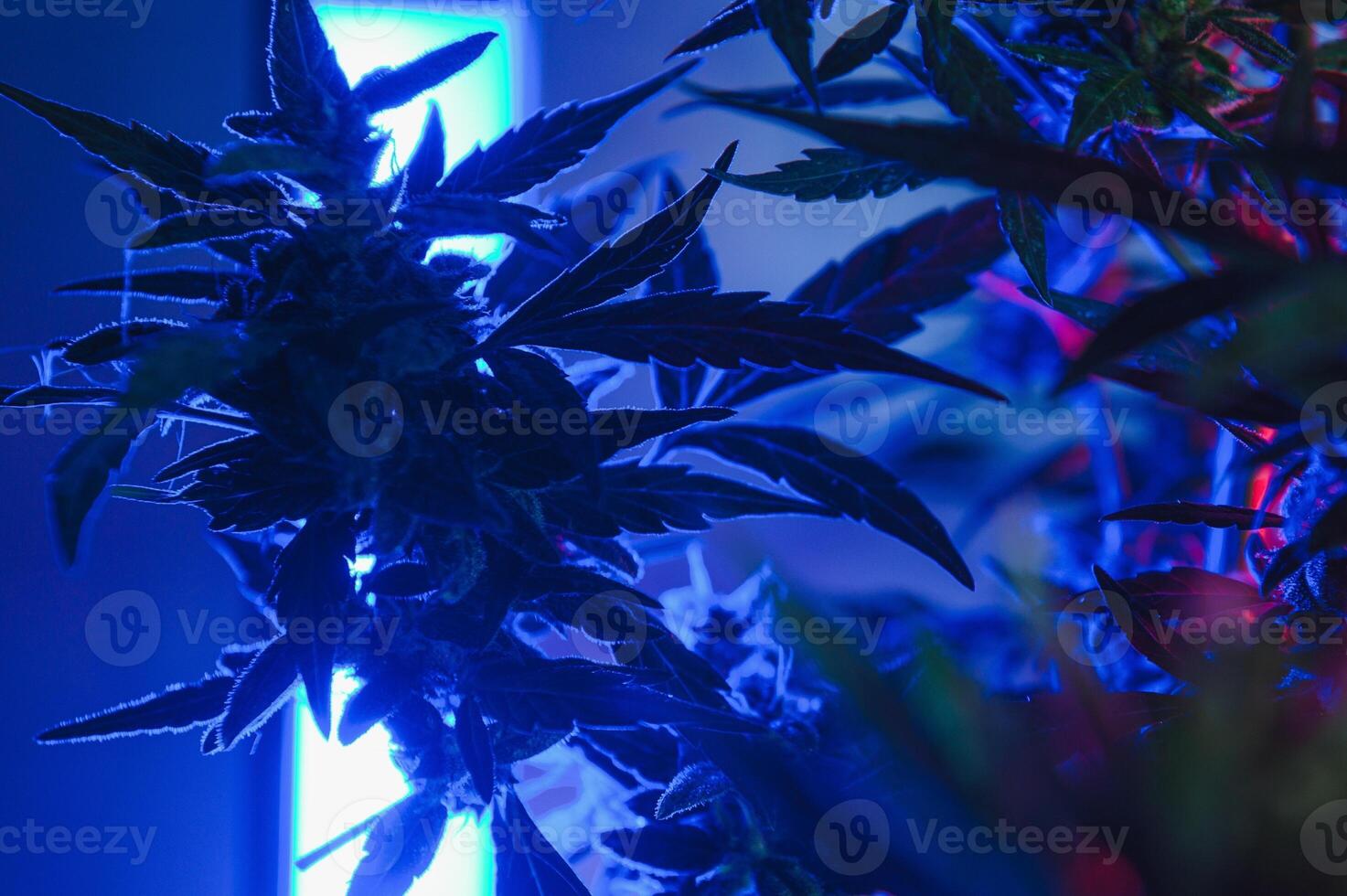 cannabis plante avec gros feuilles et floraison bourgeon. médical marijuana plante. esthétique Regardez sur agricole souche de marijuana chanvre photo