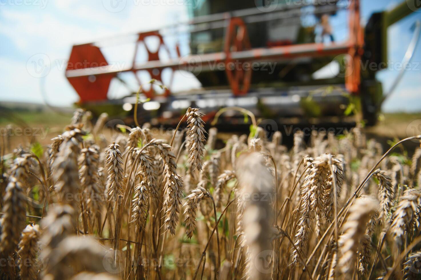 combiner moissonneuse récoltes mûr blé. agriculture photo