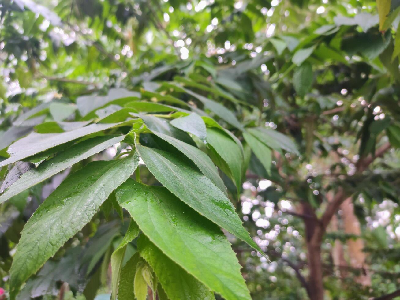 le feuilles de le Cerise arbre sont vert, aqueux car de le pluie, avec une forêt dans le Contexte photo