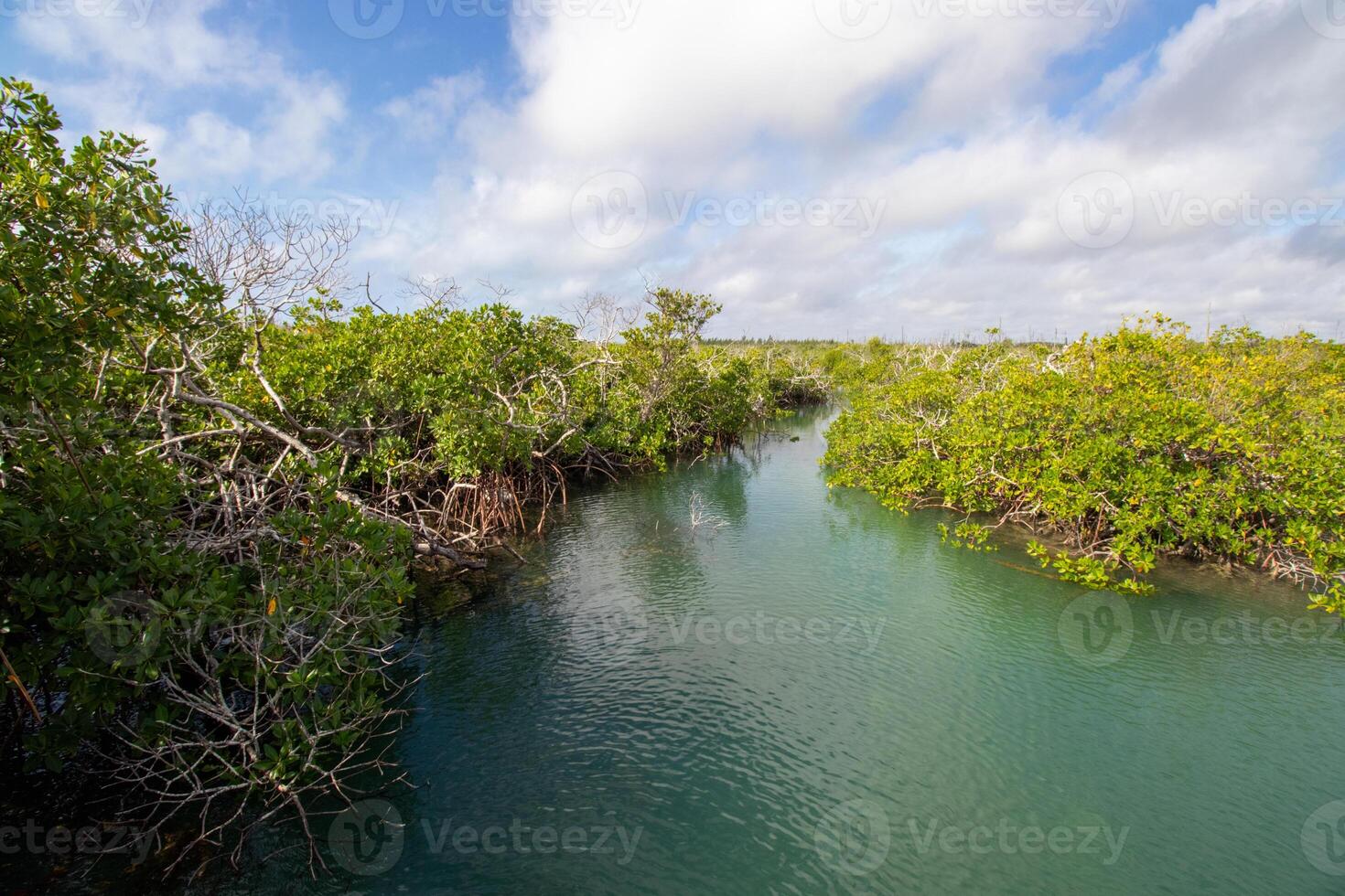 marée ruisseau dans le mangroves photo