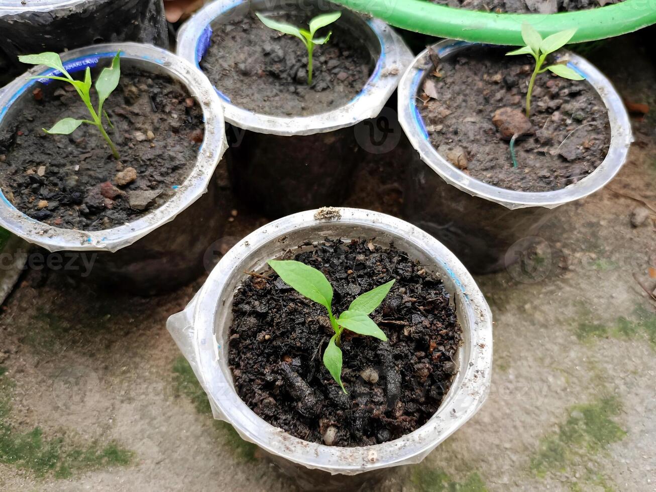 le Chili arbre semis avec petit feuilles départ à développer. concept pour agricole éducation, agricole des articles, et éducatif présentations photo