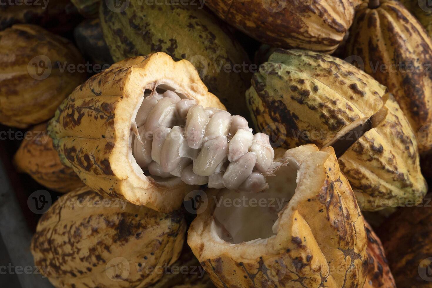 cacao cosse sur le cacao arbre, Frais Jaune cacao cosse en dessous de le cacao arbre sur une ferme photo