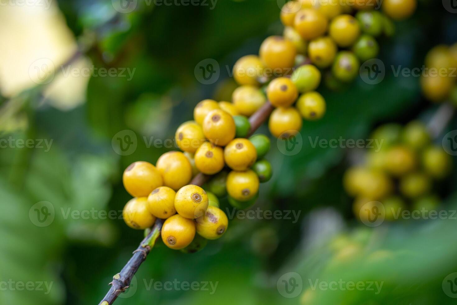 arabica café des haricots Couleur Jaune catimor maturité sur arbre photo