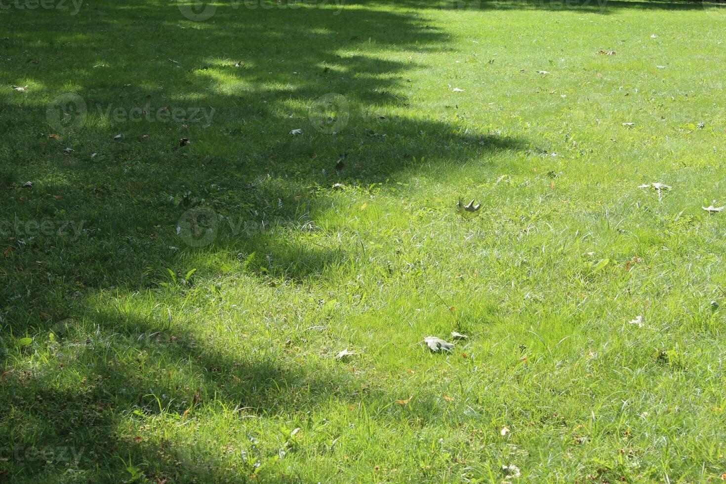 ombre des arbres sur l'herbe verte photo