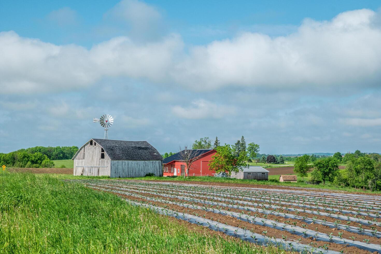 les terres agricoles cultures planté pour le saison photo