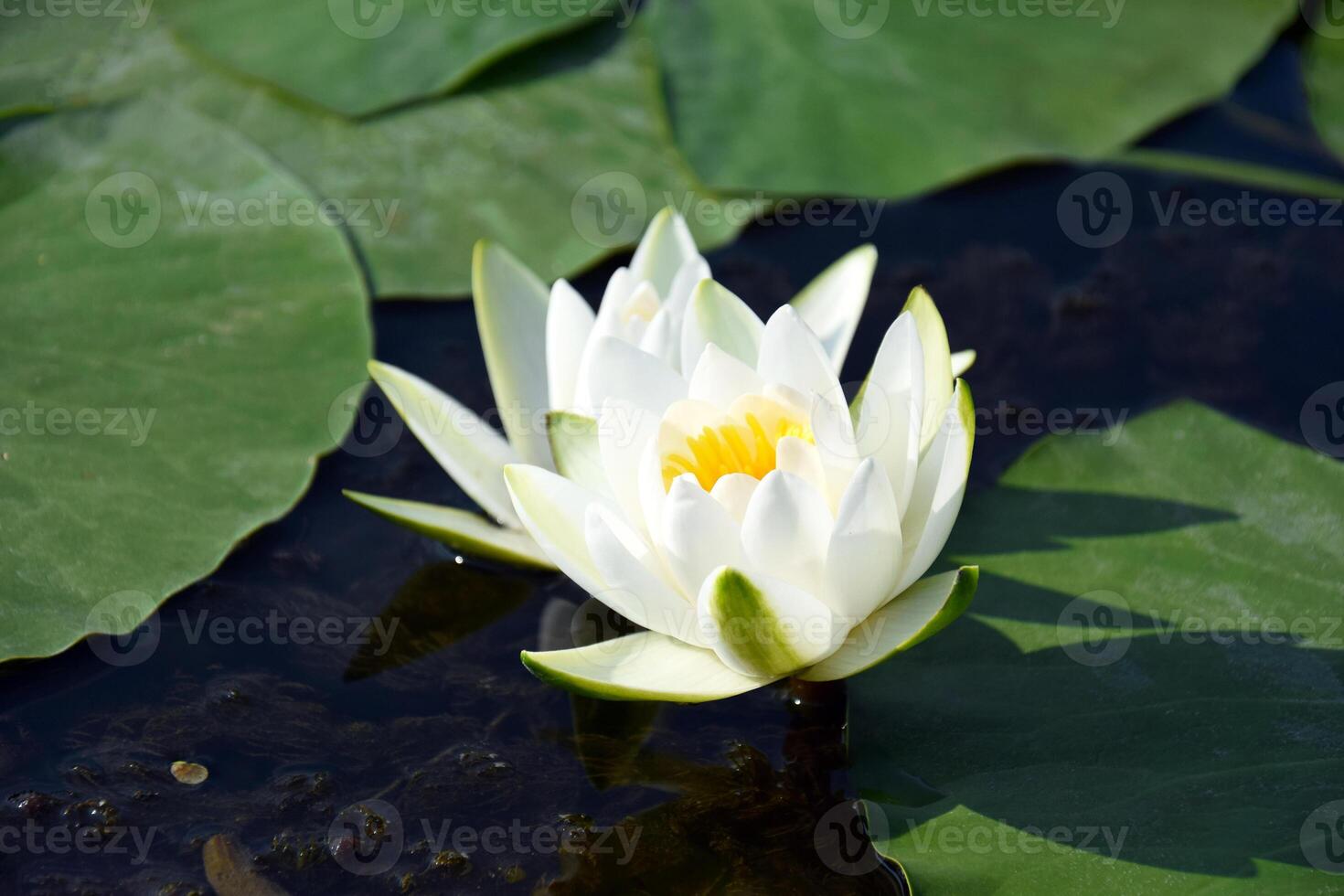 l'eau fleurs de lys vert feuilles sur une étang avec blanc épanouissement lotus fleurs illuminé par ensoleillé été lumière. photo