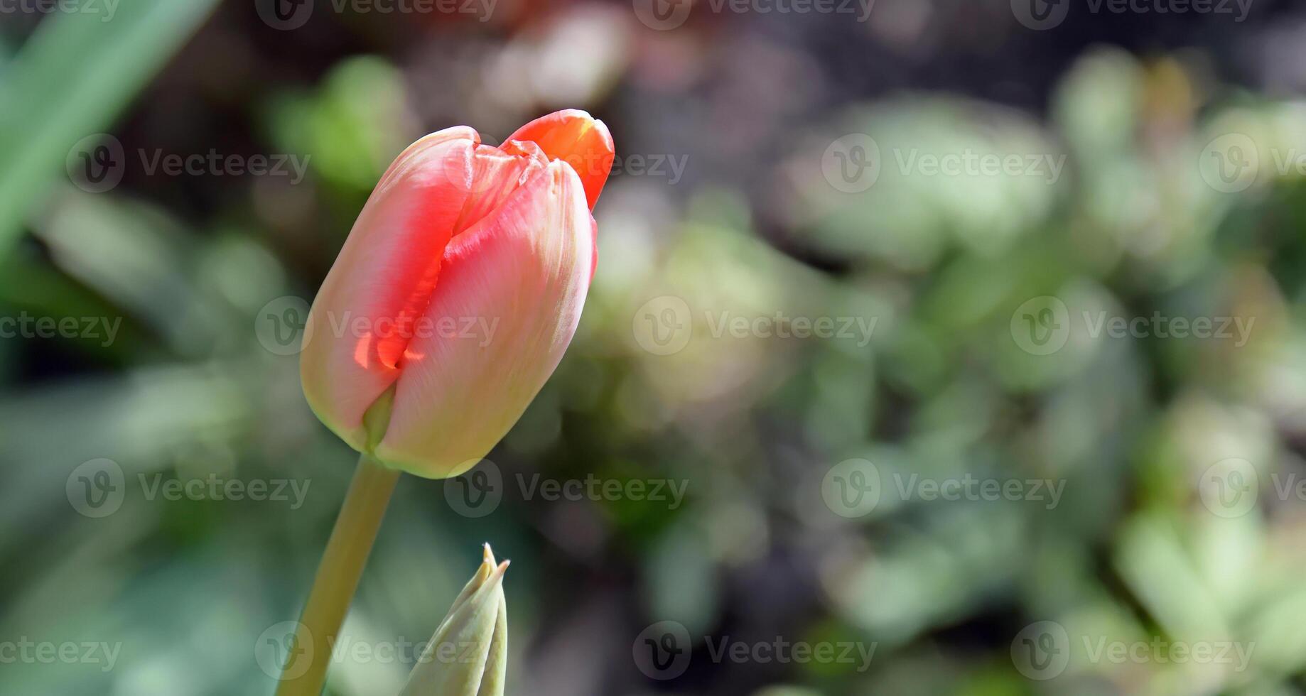 rouge tulipes dans le Accueil jardin sur une ensoleillé journée. photo