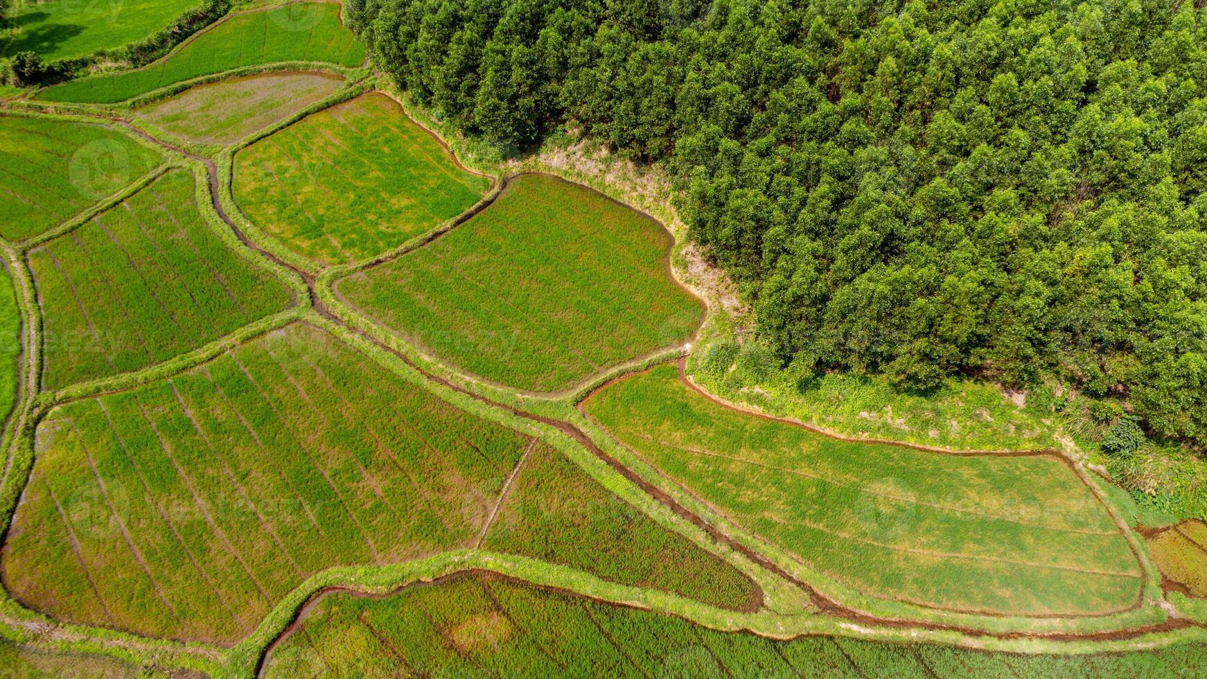 durable agriculture, aérien riz rizières photo