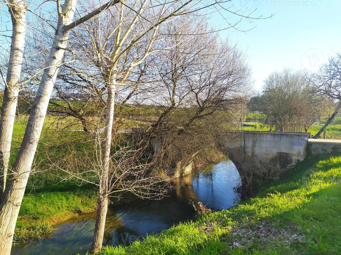 printemps nature, Frais verdure et flux. magnifique la nature dans le parc. photo