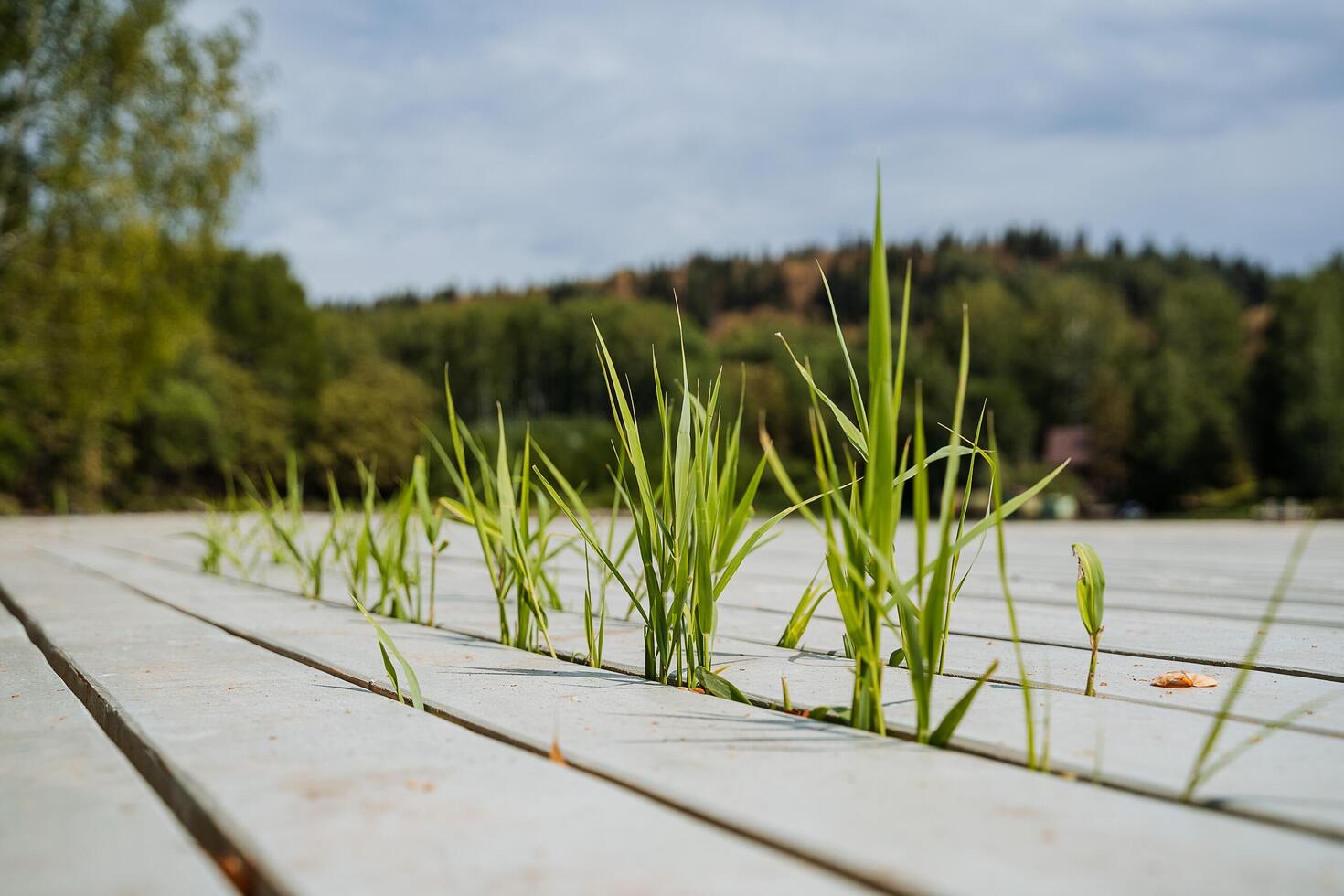 une rangée de vert lames de herbe grimpé en dehors de le écart entre le bars de le pont. photo