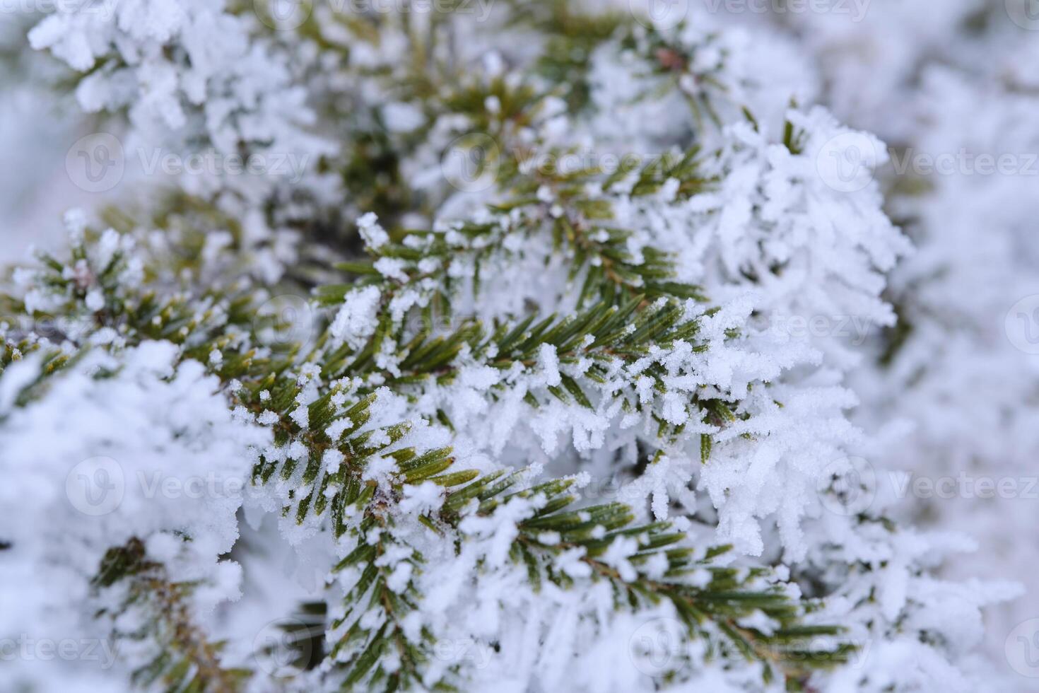 vert branches de le épicéa et aiguilles sont couvert avec neige cristaux et gel après sévère hiver gelées. photo