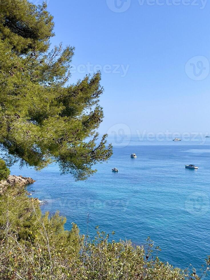 une bateau est dans le l'eau près une arbre photo