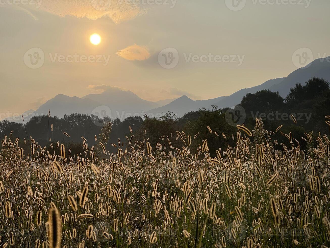 une champ de grand herbe avec montagnes dans le Contexte photo
