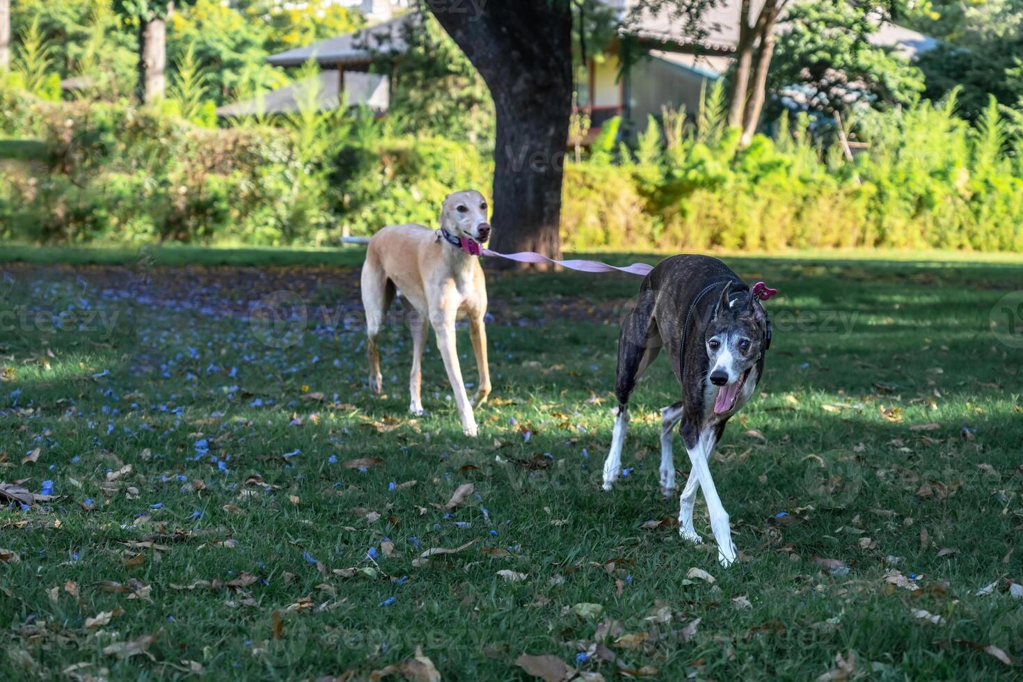 deux lévriers marcher dans le parc, un de premier plan le autre sur une laisse. photo