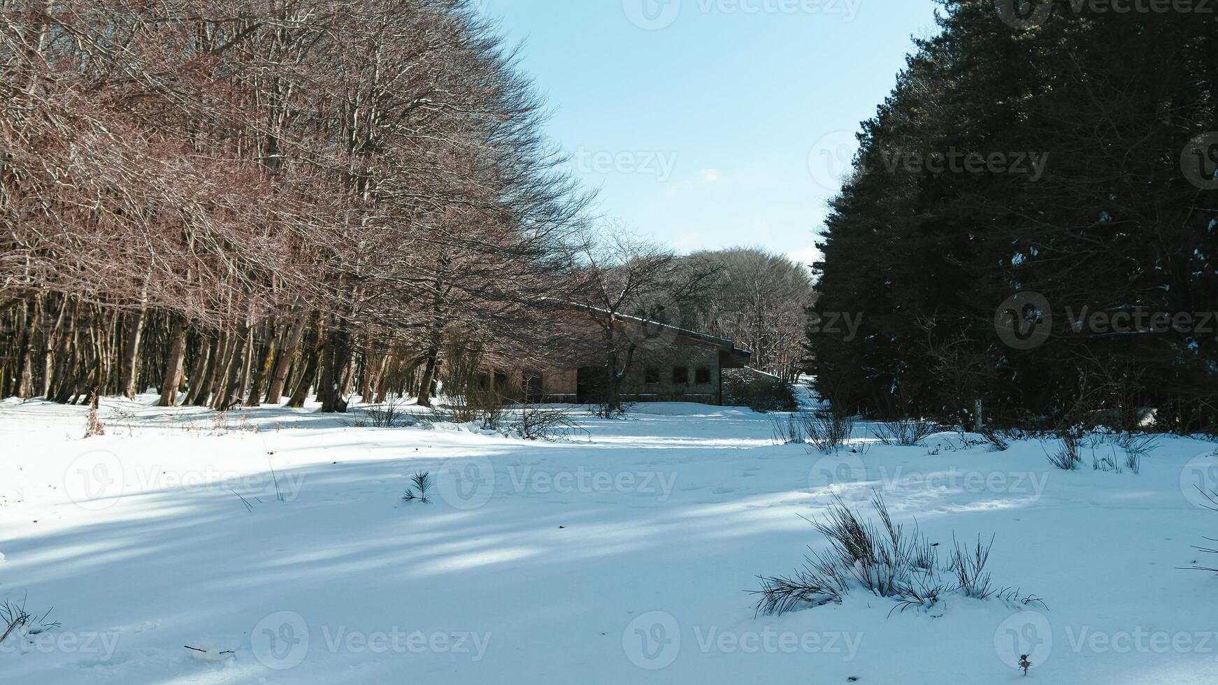 chalet dans le milieu de une neigeux forêt photo