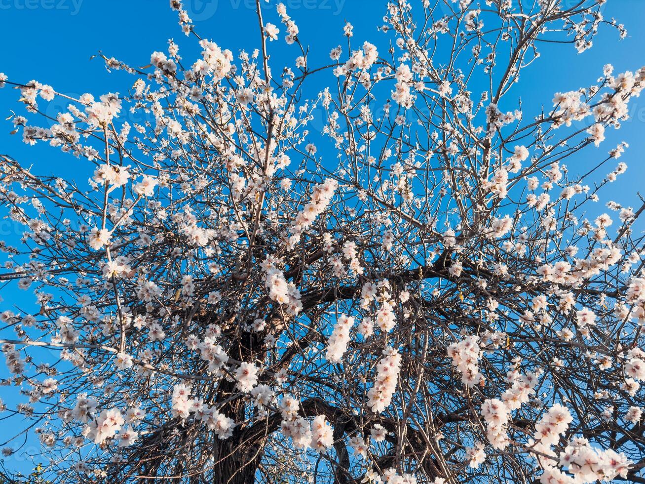 amande fleurs dans le Nouveau printemps saison photo