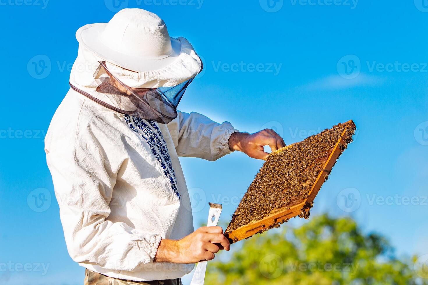 Jeune apiculteur travail dans le rucher. apiculture concept. apiculteur récolte mon chéri photo