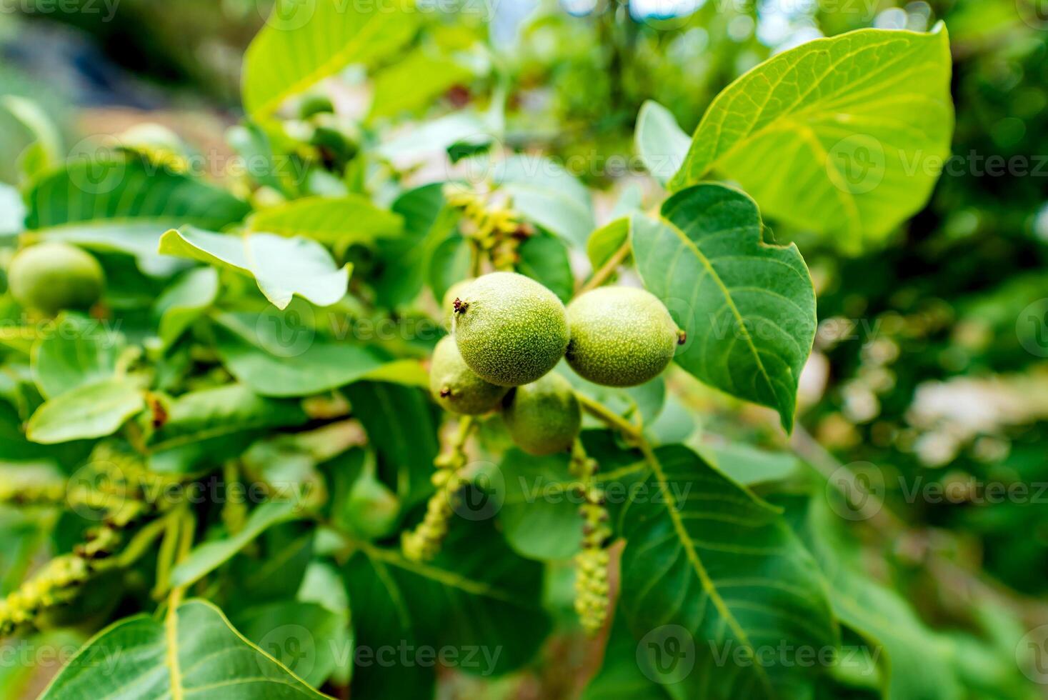 sur une branche de une arbre avec feuilles grandit vert noix photo