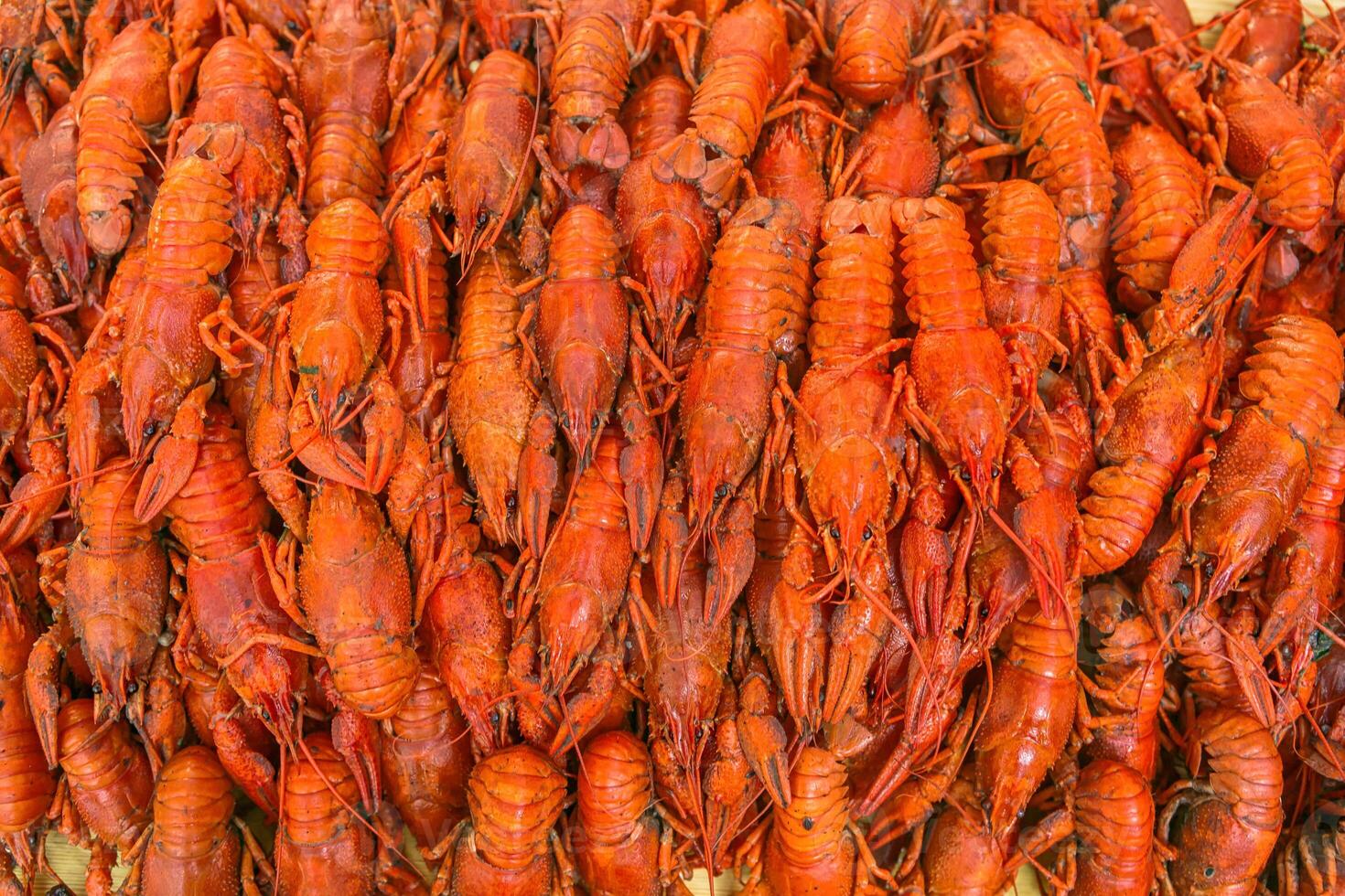 cancers. bouilli rouge écrevisse. écrevisse prêt à manger. Bière collation. écrevisse à bière. photo