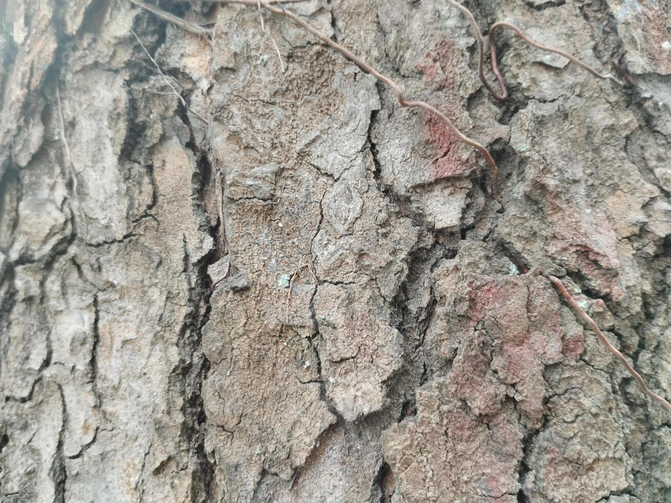 des fissures dans vieux arbre les troncs. photo les formats