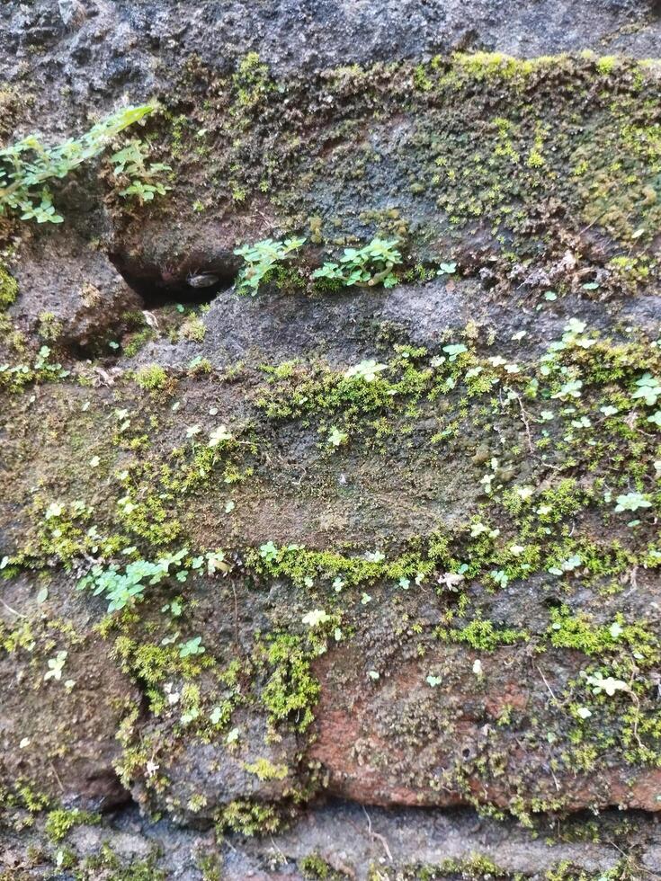 Contexte photo de une pierre mur et mousse sur il