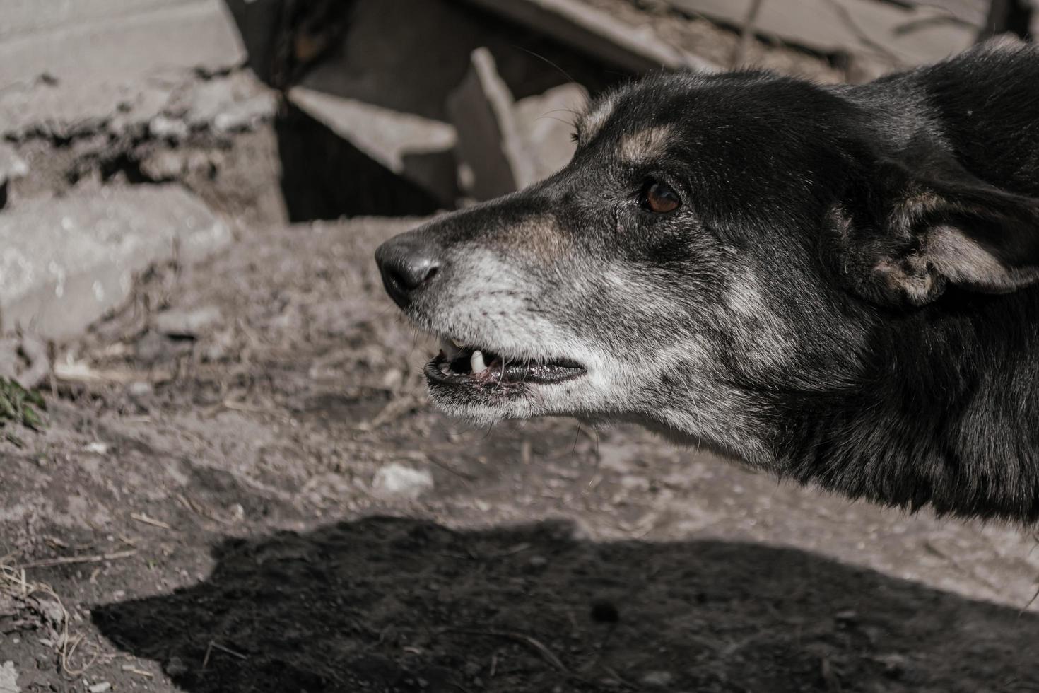 chien de rue en colère, dents découvertes, grondant contre les passants. photo