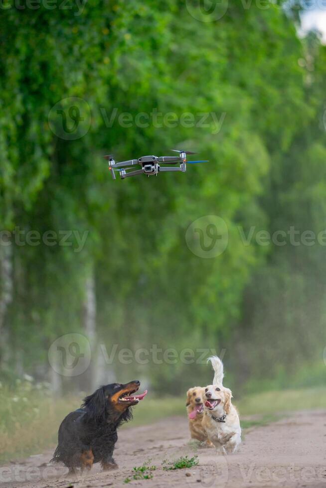 content toutou avoir amusement avec bourdon. mignonne marrant chiens en jouant avec une bourdon. attrayant chiots fonctionnement ensemble. photo