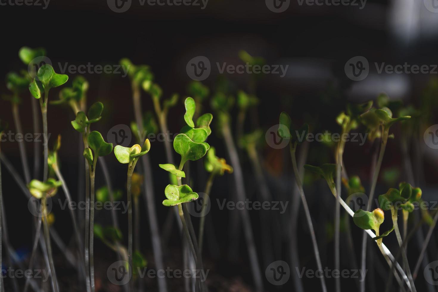 germé de jeunes plants de chou. photo