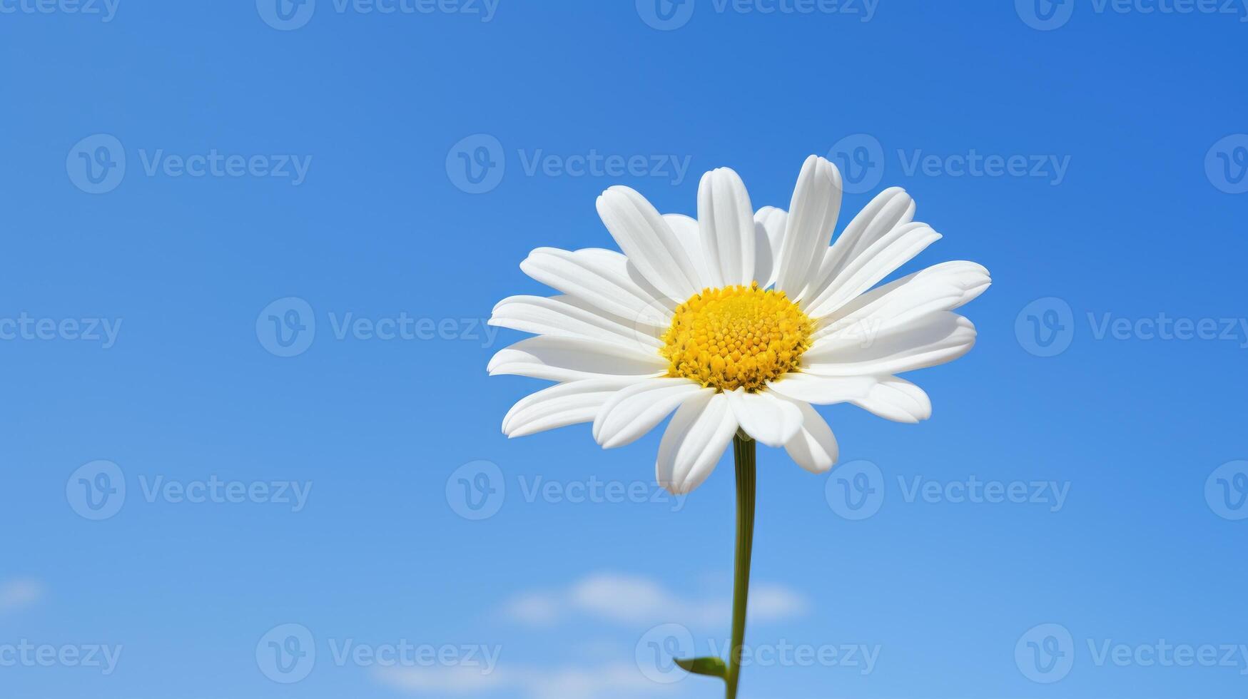 ai généré une vibrant blanc Marguerite, orné avec une brillant Jaune centre, des stands en dehors contre le Toile de une clair bleu ciel. ai généré. photo