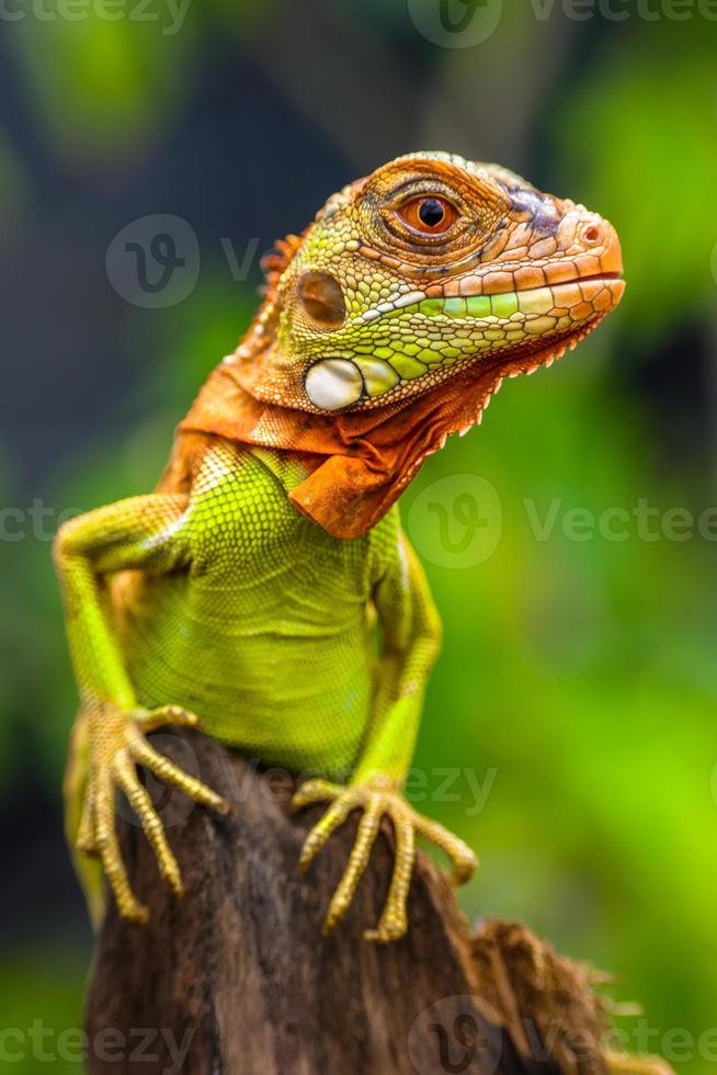 super iguane rouge perché sur une branche photo