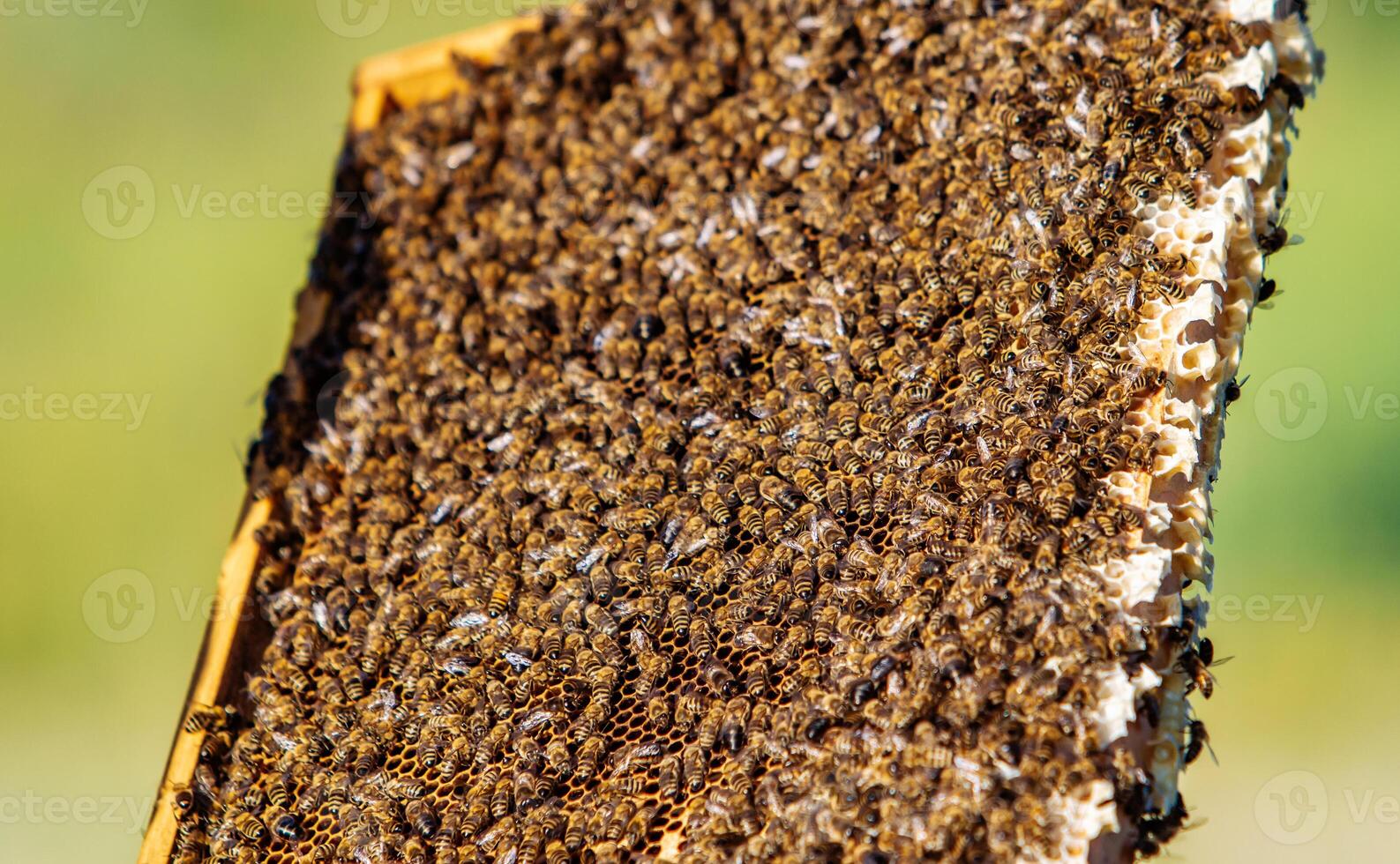 travail les abeilles sur rayon de miel. cadres de une abeille ruche. apiculture photo