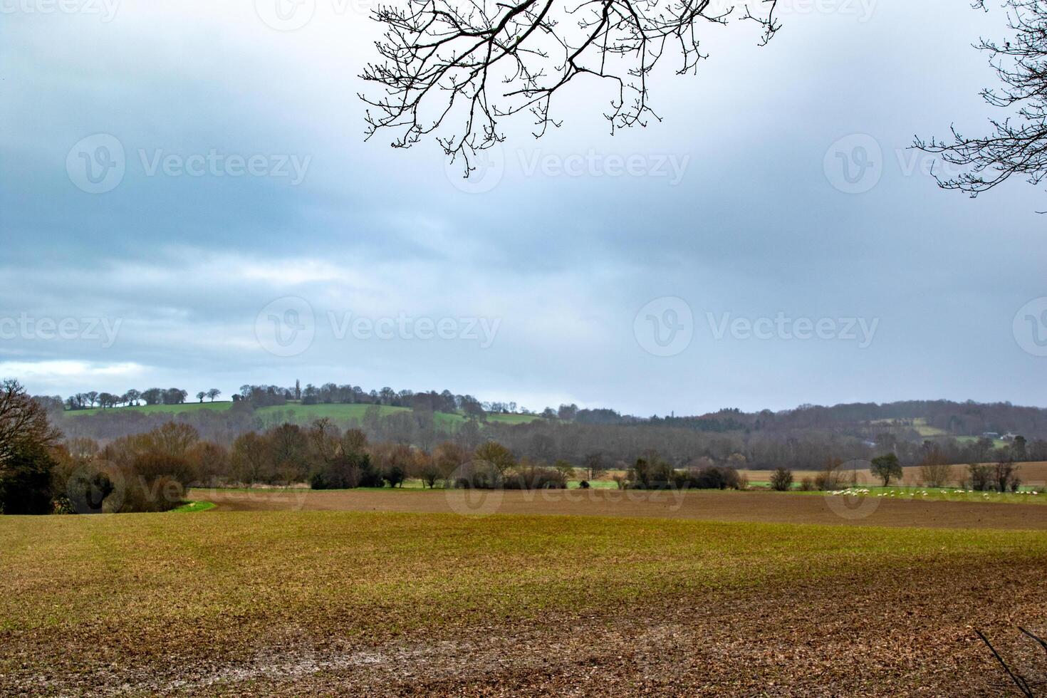 serein campagne paysage avec couvert ciel, nu arbre branches, et roulant collines dans le distance. photo