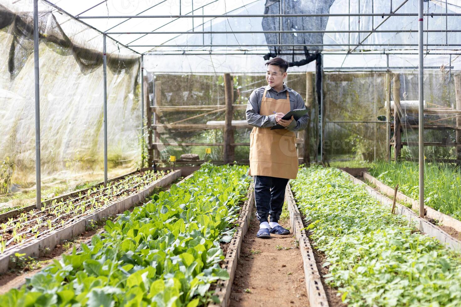 asiatique local agriculteur croissance salade salade et vérification croissance taux à l'intérieur le tunnel serre en utilisant organiques sol approche pour famille posséder affaires et cueillette certains pour vente photo