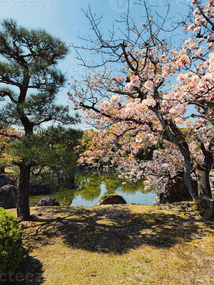 relaxant et calme l'eau pendant printemps dans tokyo photo