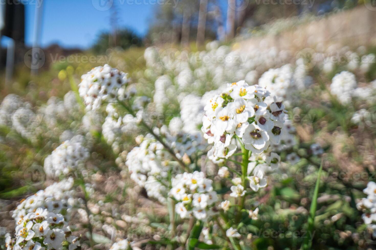 peu blanc fleurs épanouissement sur le pelouse photo