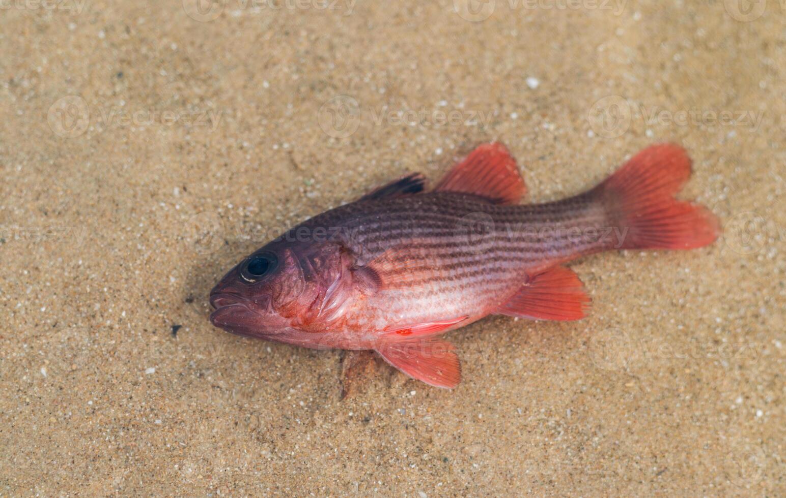 rayé cardinalfish ou lépidamie kalosoma décédés de empoisonnement par tuba les plantes ou derris. photo