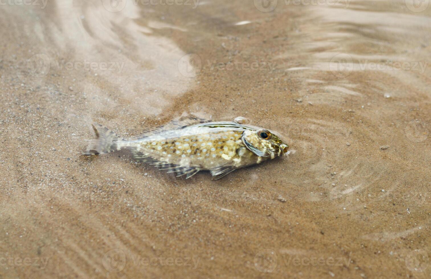 à points blancs poisson lapin ou siganus canalicule décédés de empoisonnement par tuba les plantes ou derris. photo