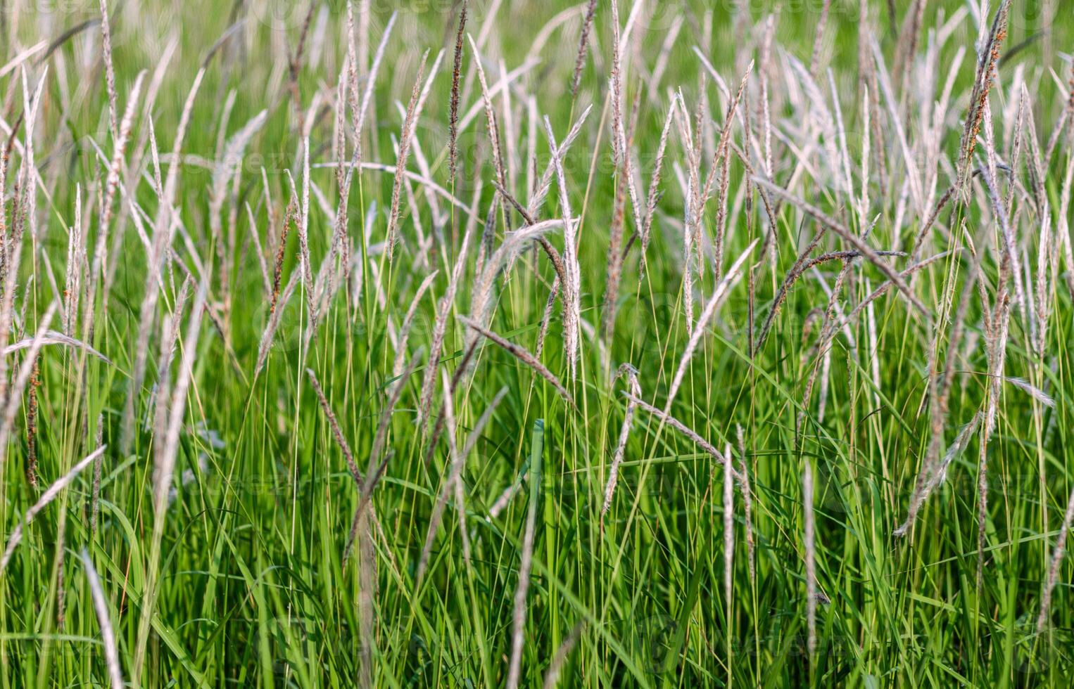 cylindrica roseaux ou cogon herbe photo